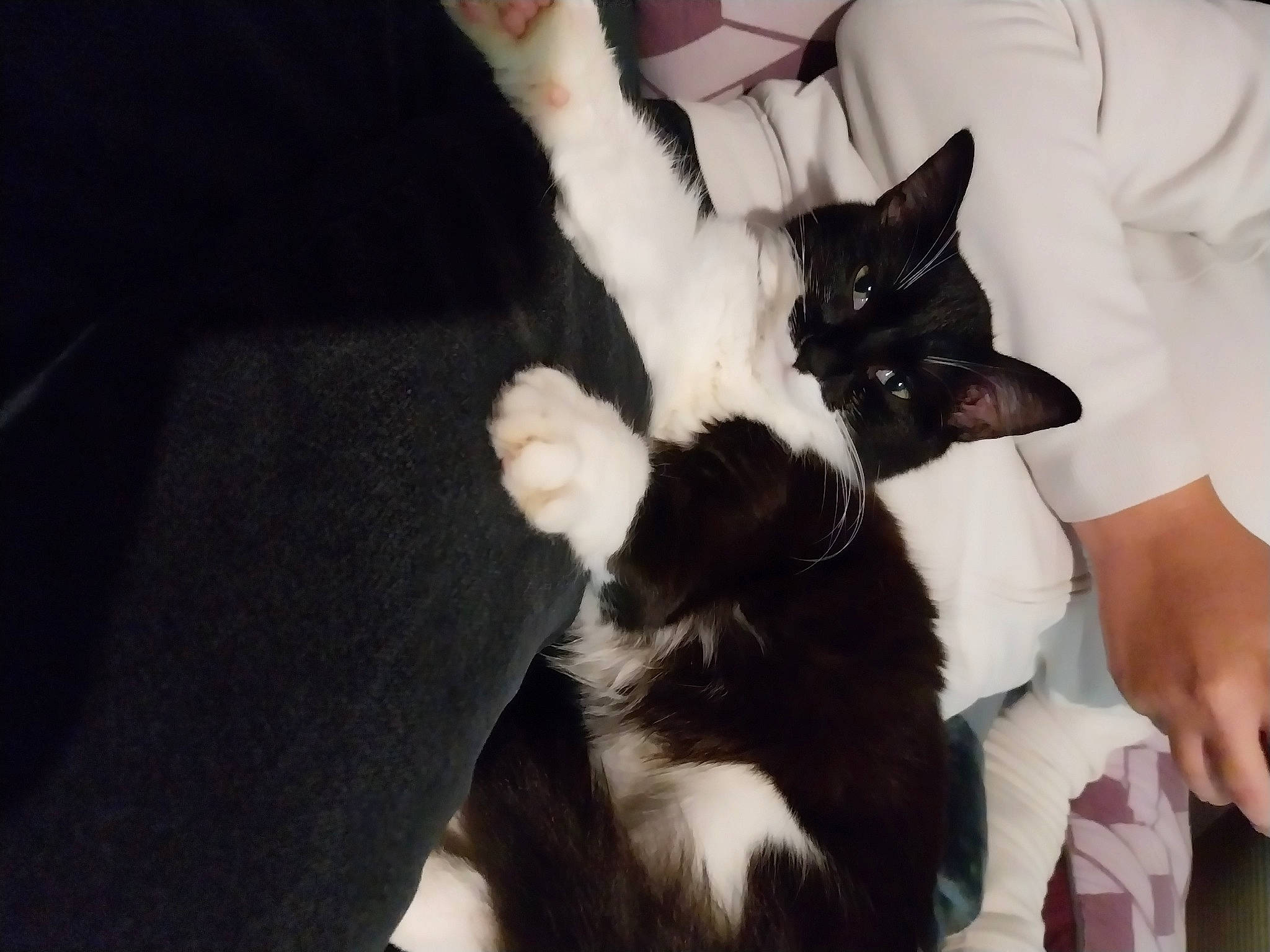 Leydie participe au concours pour gagner de l'argent avec cette photo : canidae, carnivore, cat, claw, comfort, companion_dog, dog_breed, domestic_short_haired_cat, ear, felidae, formal_wear, fur, gesture, paw, small_to_medium_sized_cats, tail, whiskers