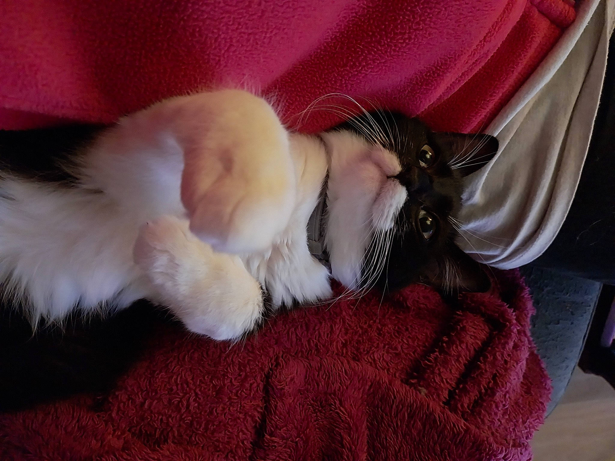 Leydie participe au concours pour gagner de l'argent avec cette photo : canidae, carnivore, cat, claw, collar, comfort, companion_dog, dog_breed, ear, fawn, felidae, fur, human_leg, lap, linens, nap, paw, small_to_medium_sized_cats, tail, whiskers