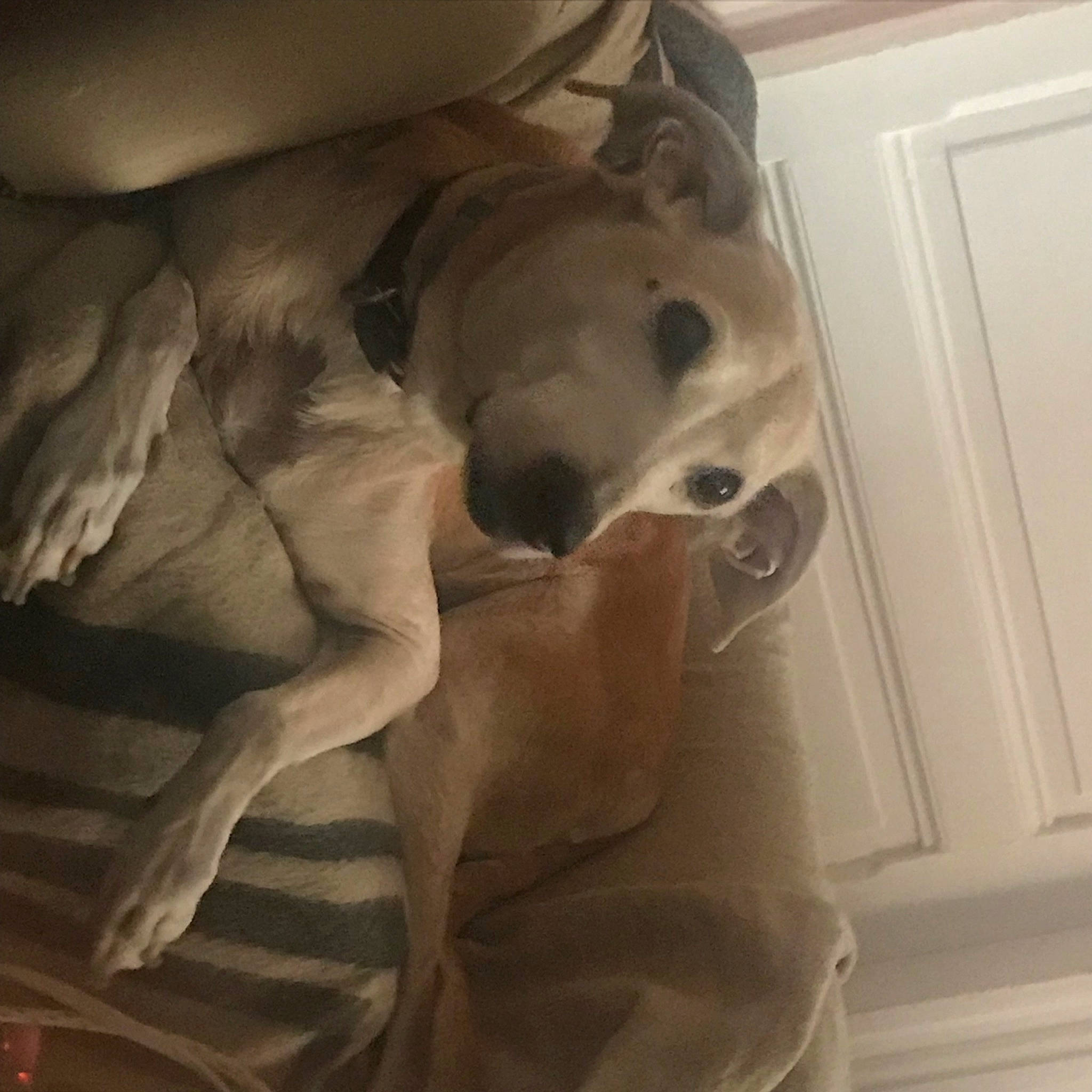 Luna a rejoint le concours — aidez-le/la à gagner de superbes lots ! art, canidae, carnivore, chest, comfort, companion_dog, dog, dog_breed, door, fawn, flooring, hardwood, jaw, linens, snout, sporting_group, trunk, visual_arts, wood, working_animal