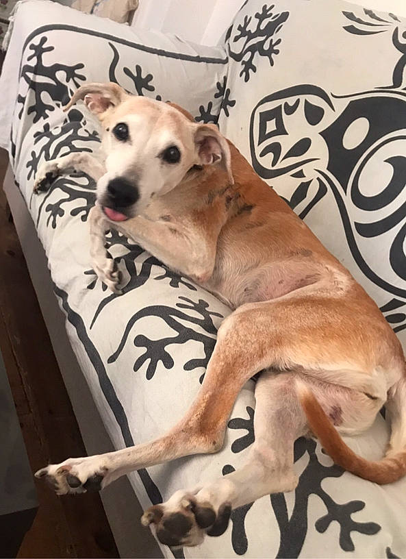 Luna a rejoint le concours — aidez-le/la à gagner de superbes lots ! canidae, carnivore, collar, comfort, companion_dog, couch, dog, dog_breed, dog_supply, fawn, fur, linens, paw, pet_supply, room, snout, sporting_group, tail, terrestrial_animal, working_animal