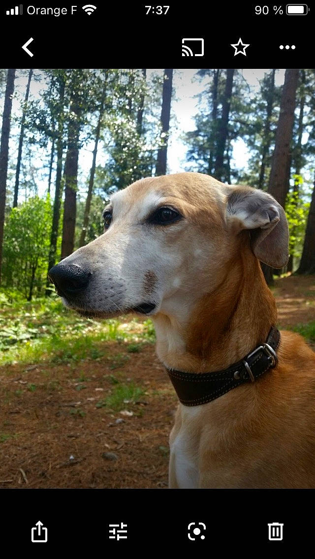 Luna a rejoint le concours — aidez-le/la à gagner de superbes lots ! carnivore, collar, companion_dog, dog, dog_breed, dog_collar, fawn, forest, grass, pet_supply, plant, rampur_greyhound, sighthound, terrestrial_animal, tree, trunk, whiskers, wood, woodland, working_animal