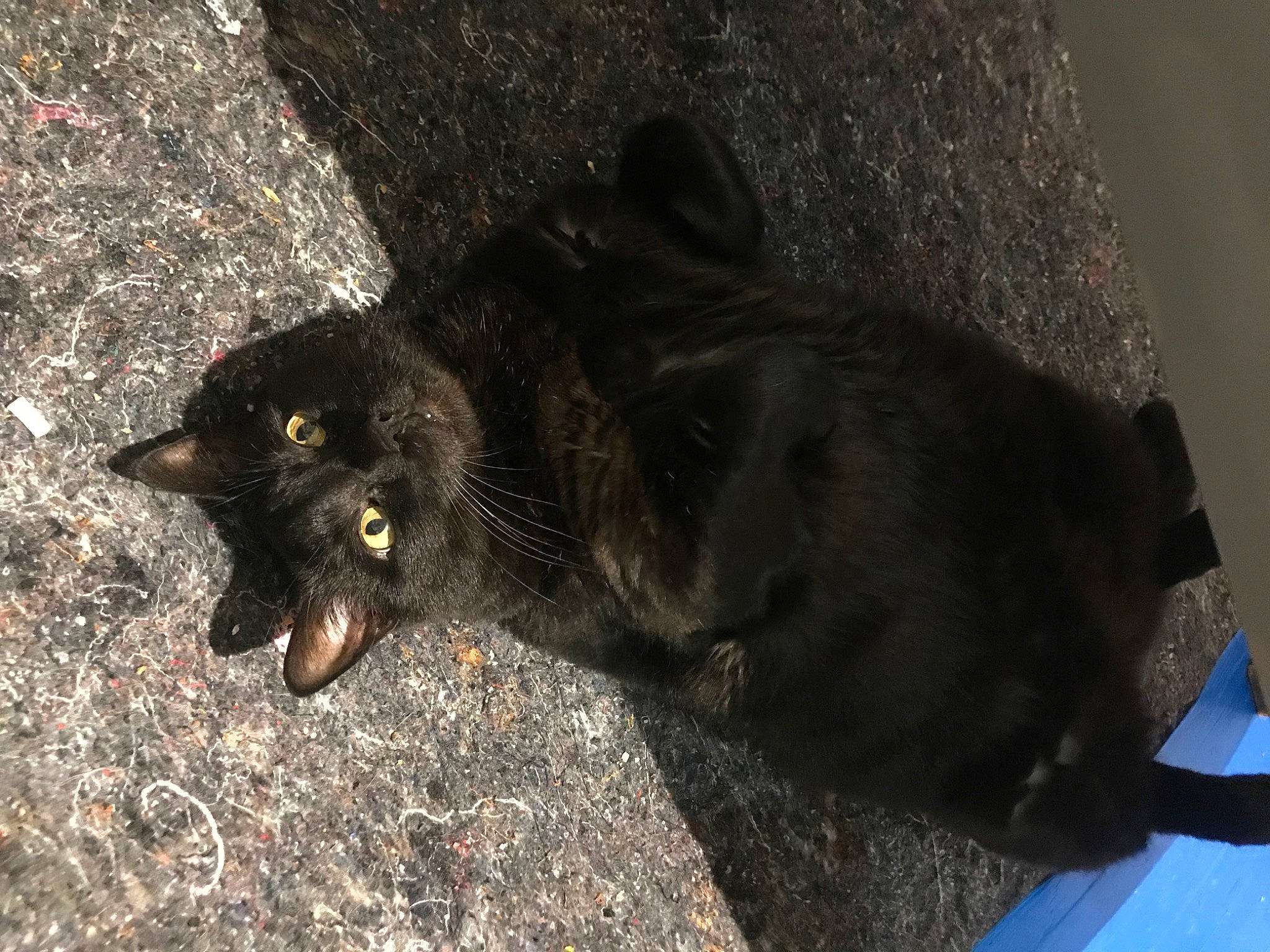 Peluchs a rejoint le concours — aidez-le/la à gagner de superbes lots ! asphalt, black_cat, bombay, carnivore, cat, claw, dog_breed, domestic_short_haired_cat, felidae, fur, grass, paw, road_surface, shadow, small_to_medium_sized_cats, snout, soil, tail, terrestrial_animal, whiskers