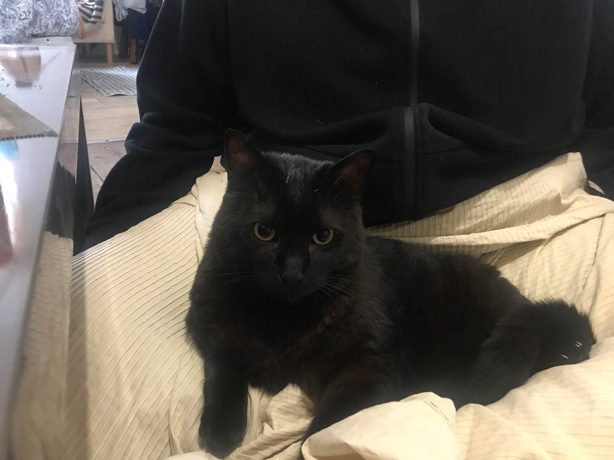 Peluchs participe au concours pour gagner de l&#x27;argent avec cette photo : black_cat, bombay, carnivore, cat, claw, comfort, domestic_short_haired_cat, felidae, fur, grey, linens, sitting, small_to_medium_sized_cats, snout, tail, terrestrial_animal, whiskers