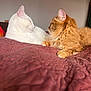 Stussy is registered to the contest to win money with this photo: cat, white_cat, orange_cat, fluffy, pets, indoor, bed, quilt, relaxing, feline, animal, two_cats, side_view, whiskers, ears, fur, resting, cozy, quiet, domestic
