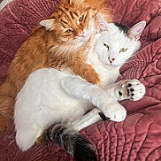 Stussy is registered to the contest to win money with this photo: cat, orange_cat, white_cat, pets, feline, fur, cuddling, blanket, indoor, cute, sleepy, resting, animal, tail, paw, whiskers, closeup, cozy, companion, relaxation