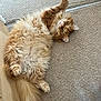 cat, ginger_cat, fluffy_fur, pet, indoor, carpet, relaxed, lying_down, paw_up, green_eyes, feline, cute, domestic_animal, whiskers, tail, soft_texture, looking_at_camera, cozy, home, playful