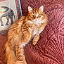 Stussy is registered to the contest to win money with this photo: cat, ginger_cat, fluffy_fur, pet, resting, indoor, blanket, quilted, pillow, decorative_pillow, elephant_design, orange_fur, long_tail, whiskers, relaxed, soft_lighting, close_up, feline, home, cozy