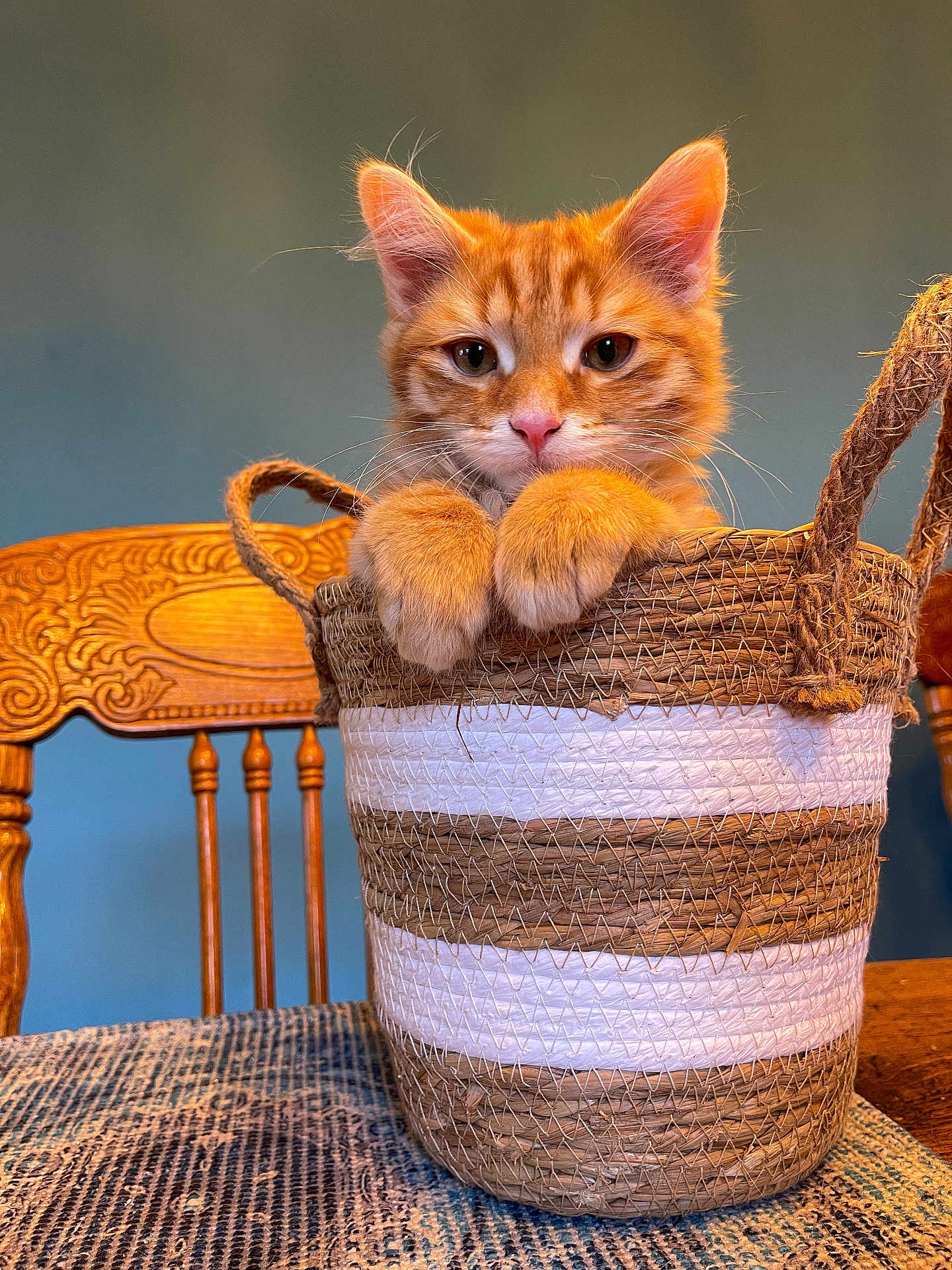 Stussy joined the competition — help win amazing prizes! kitten, cat, orange_tabby, basket, paws, wooden_chair, tablecloth, indoor, curious, pet, feline, fur, closeup, domestic_cat, cute, animal, whiskers, ears, face, resting