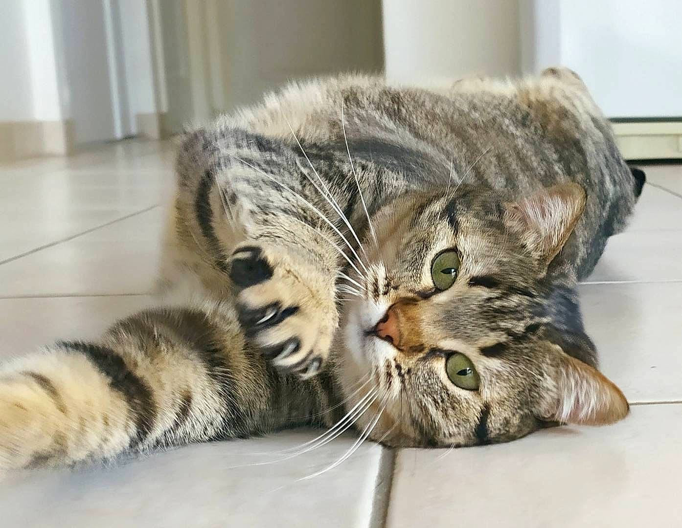 Crapule participe au concours pour gagner de l'argent avec cette photo : carnivore, cat, claw, comfort, domestic_short_haired_cat, eye, felidae, flooring, foot, fur, paw, sitting, small_to_medium_sized_cats, snout, tail, terrestrial_animal, whiskers