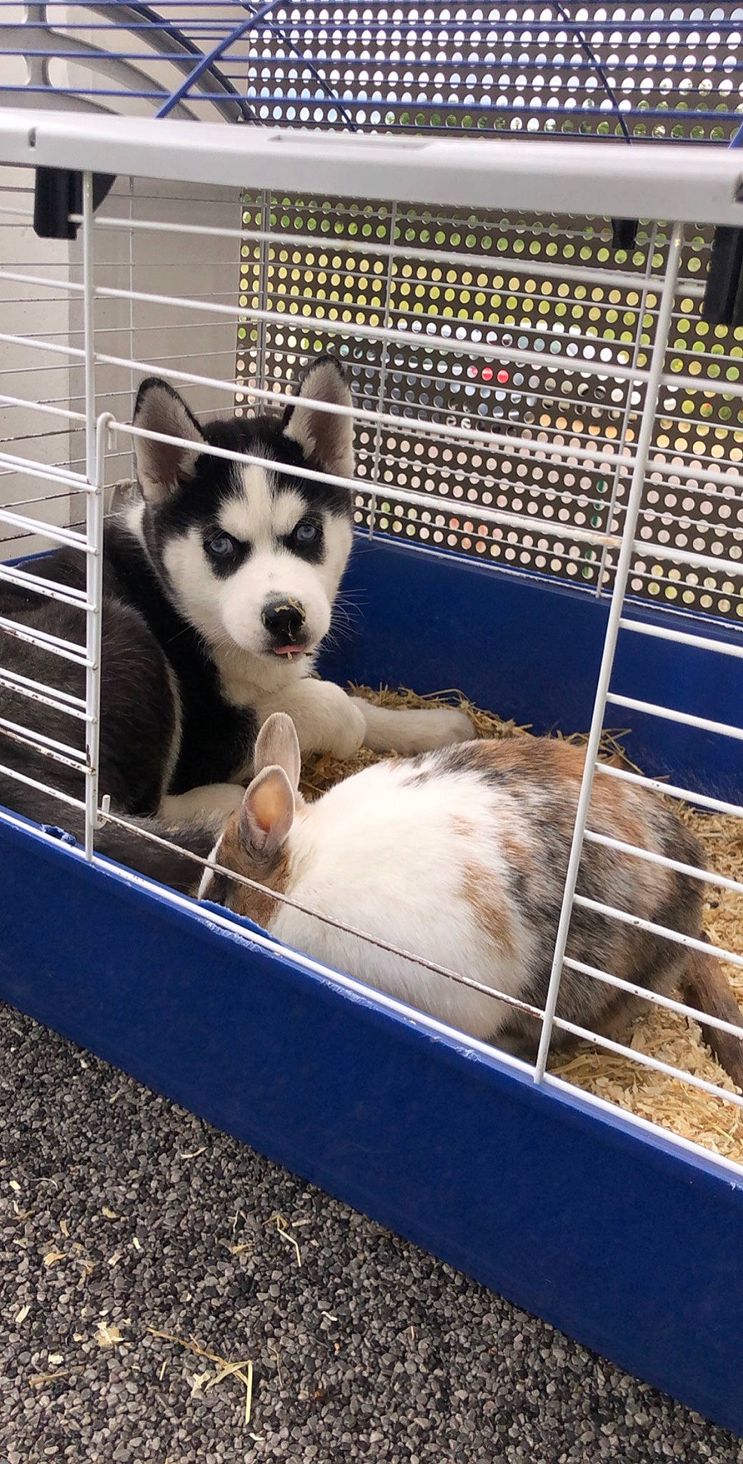 Attila a rejoint le concours — aidez-le/la à gagner de superbes lots ! alaskan_malamute, animal_shelter, cage, canidae, canis, carnivore, dog, dog_breed, dog_crate, greenland_dog, kennel, mammal, miniature_siberian_husky, sakhalin_husky, seppala_siberian_sleddog, siberian_husky, sled_dog, vertebrate, wolfdog, working_dog