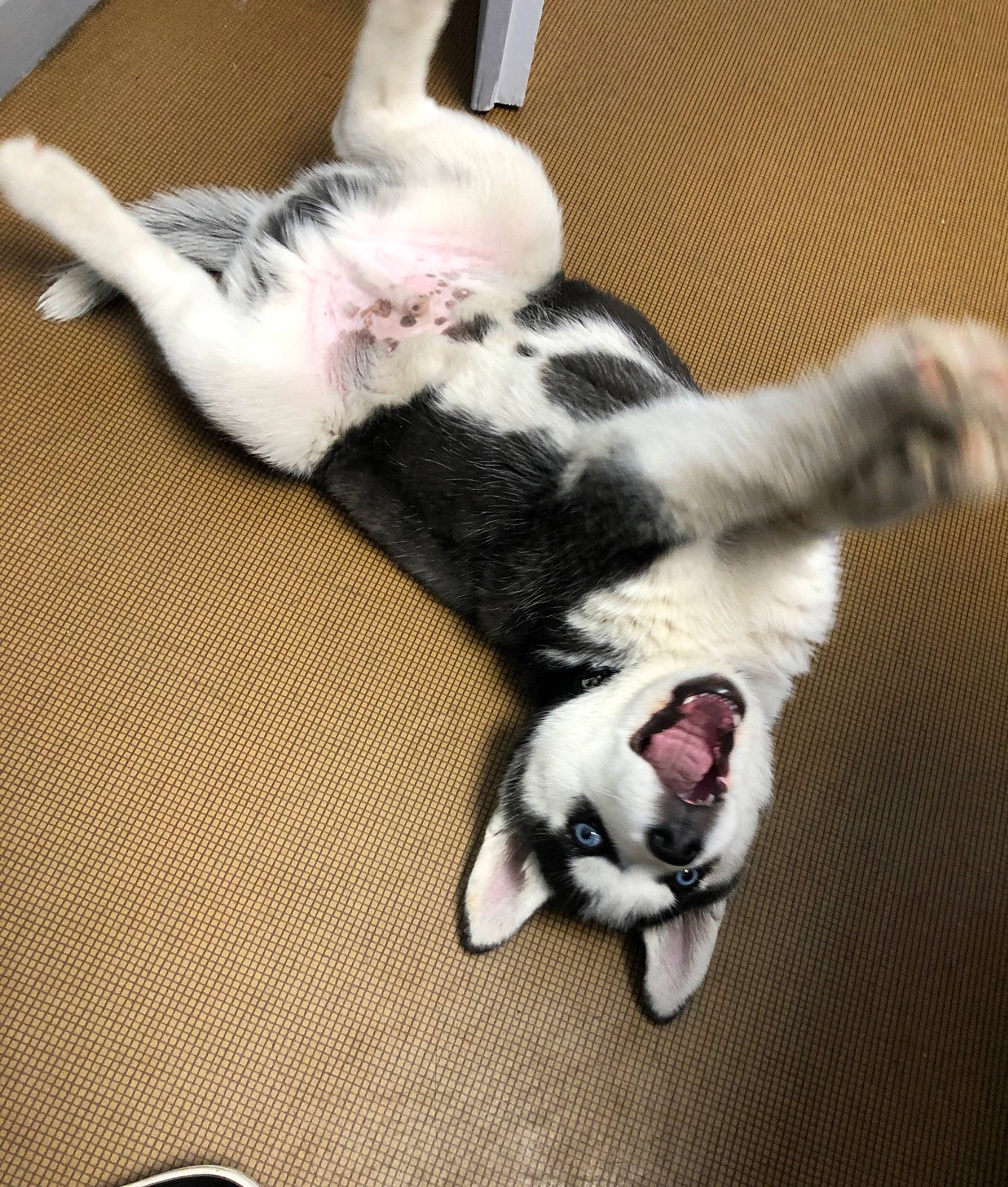 Attila a rejoint le concours — aidez-le/la à gagner de superbes lots ! canidae, carnivore, cat, companion_dog, dog, dog_breed, ear, fawn, felidae, mammal, paw, puppy, small_to_medium_sized_cats, tail, vertebrate, whiskers