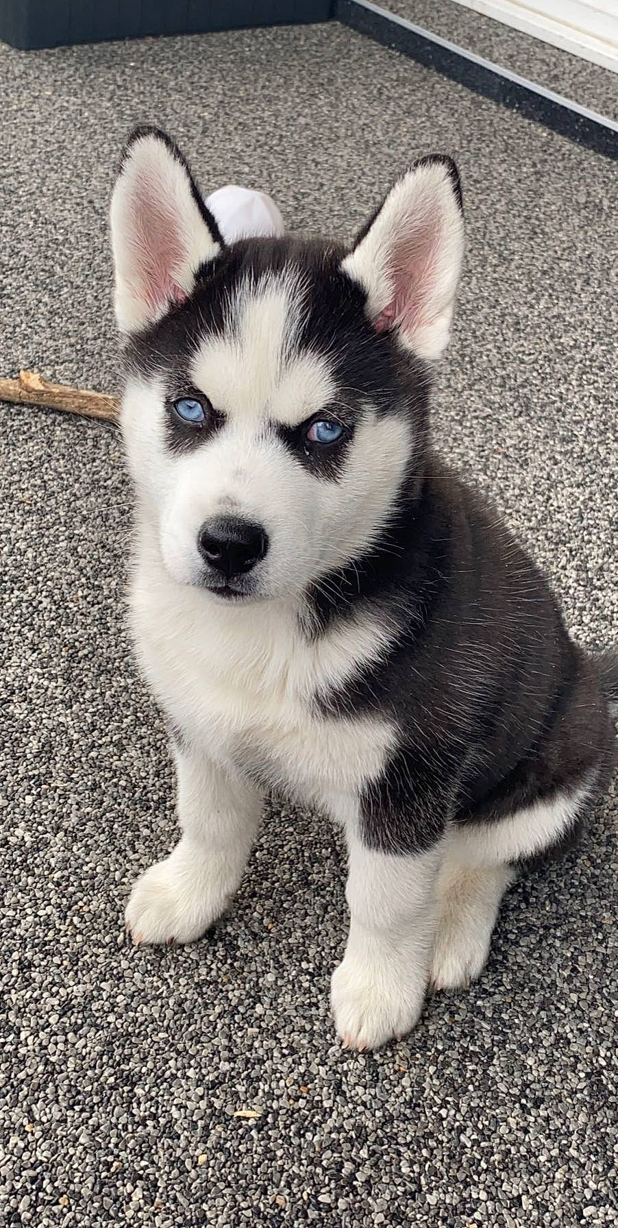 Attila participe au concours pour gagner de l'argent avec cette photo : alaskan_klee_kai, alaskan_malamute, canadian_eskimo_dog, canidae, carnivore, dog, dog_breed, eye, labrador_husky, mammal, miniature_siberian_husky, northern_inuit_dog, puppy, sakhalin_husky, siberian_husky, sled_dog, snout, tamaskan_dog, vertebrate, wolfdog