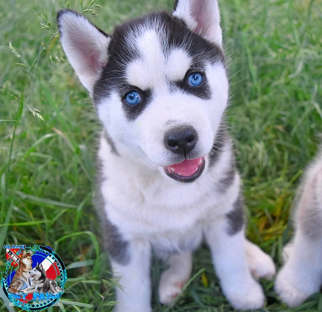 Attila a rejoint le concours — aidez-le/la à gagner de superbes lots ! alaskan_klee_kai, alaskan_malamute, canadian_eskimo_dog, canidae, carnivore, dog, dog_breed, labrador_husky, mammal, miniature_siberian_husky, native_american_indian_dog, northern_inuit_dog, saarloos_wolfdog, sakhalin_husky, seppala_siberian_sleddog, siberian_husky, sled_dog, tamaskan_dog, vertebrate, wolfdog
