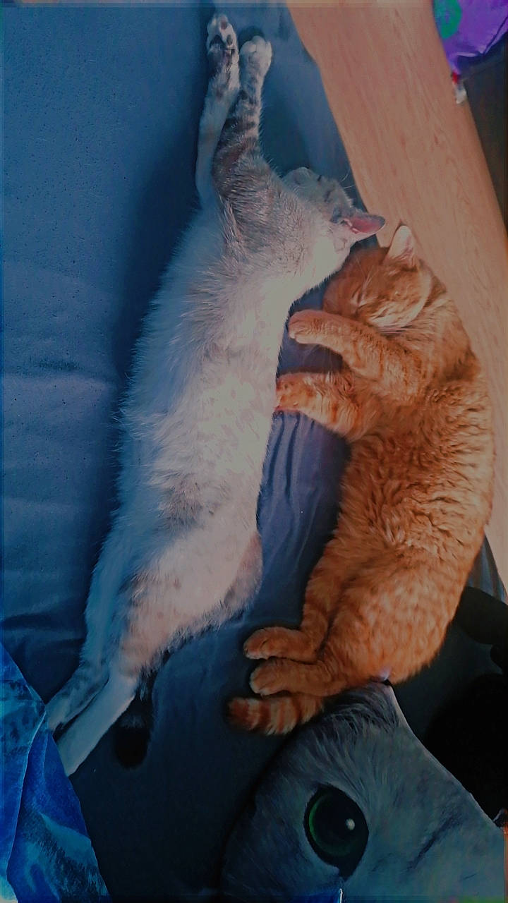 Neige a rejoint le concours — aidez-le/la à gagner de superbes lots ! carnivore, cat, comfort, companion_dog, domestic_short_haired_cat, felidae, finger, foot, fur, gesture, human_leg, nail, paw, small_to_medium_sized_cats, tail, thumb, toe, whiskers, window, wrist