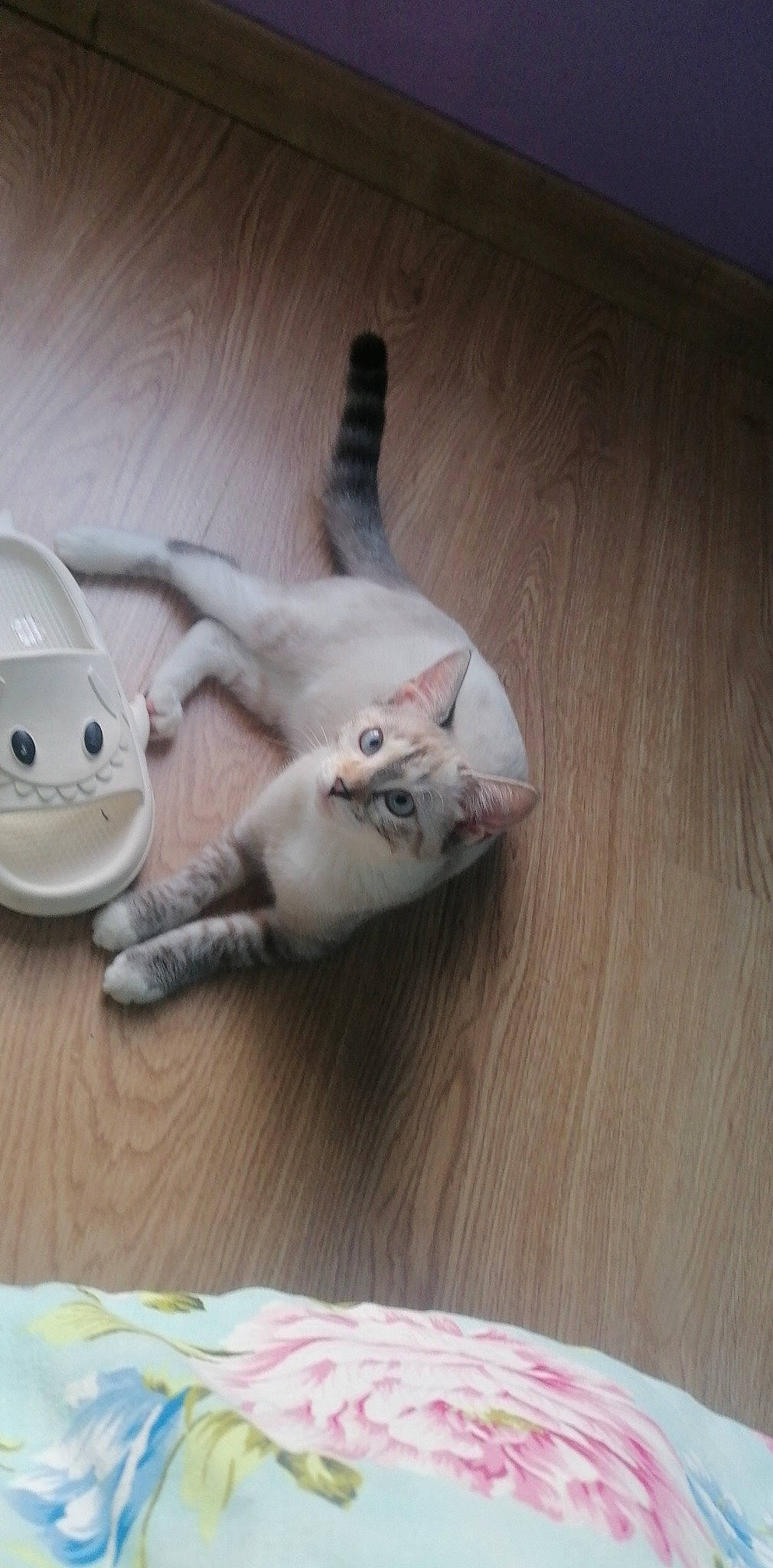 Neige participe au concours pour gagner de l'argent avec cette photo : canidae, carnivore, cat, comfort, companion_dog, domestic_short_haired_cat, fawn, felidae, floor, flooring, foot, fur, grey, hardwood, paw, small_to_medium_sized_cats, tail, whiskers, wood, wood_flooring