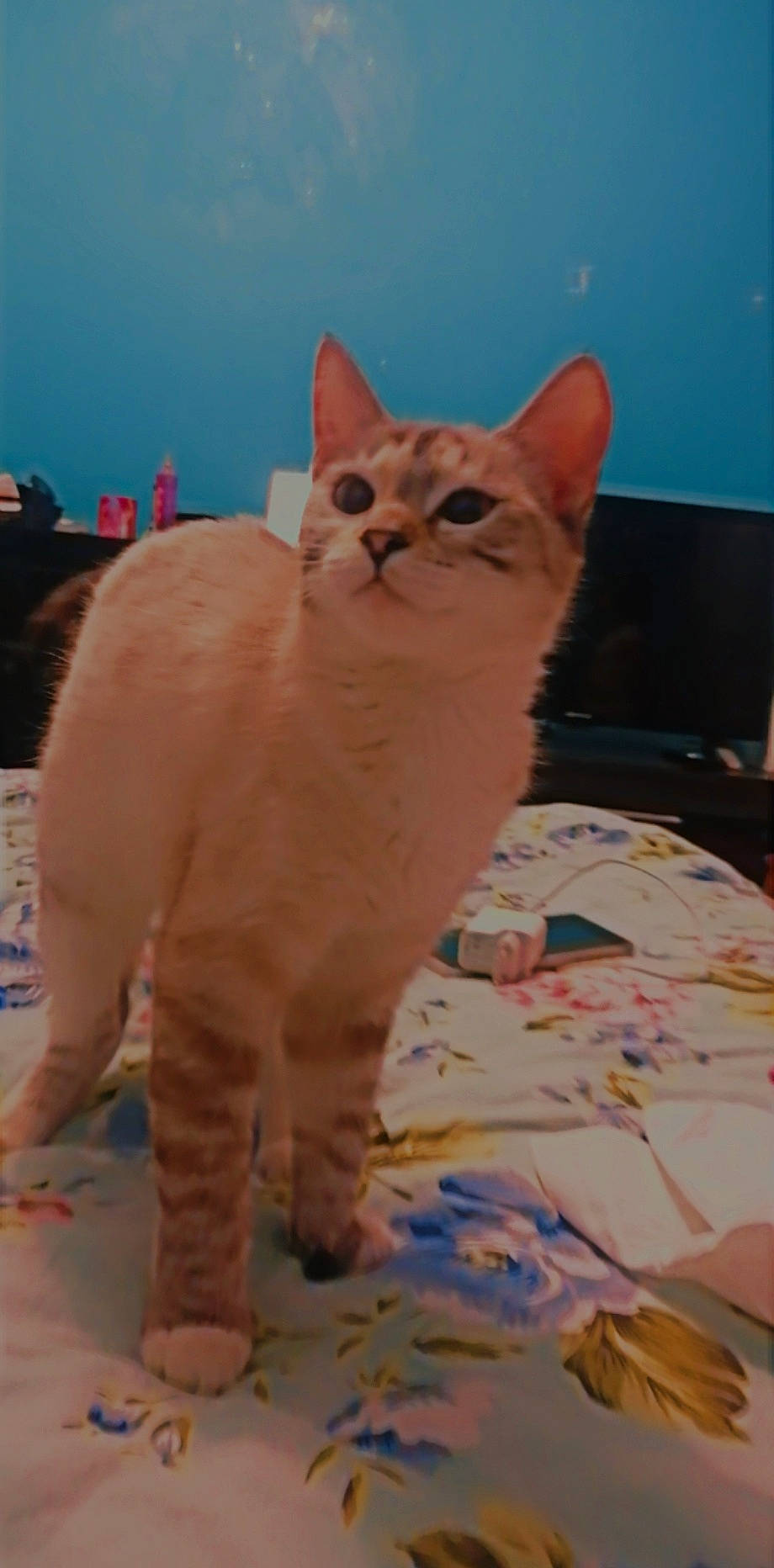 Neige a rejoint le concours — aidez-le/la à gagner de superbes lots ! art, carnivore, cat, computer_keyboard, computer_monitor, domestic_short_haired_cat, fawn, felidae, flooring, fur, paw, small_to_medium_sized_cats, snout, tail, terrestrial_animal, visual_arts, whiskers, window, wood