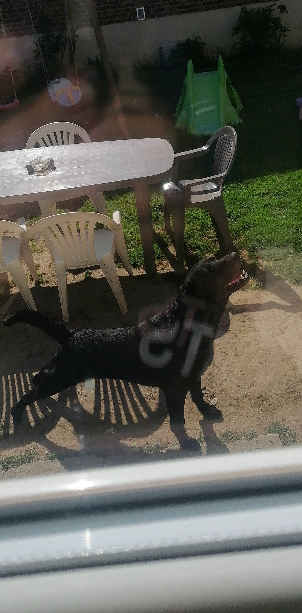 Droupie participe au concours pour gagner de l'argent avec cette photo : art, black, chair, companion_dog, dog, dog_breed, flooring, furniture, grass, light, metal, outdoor_furniture, outdoor_table, shadow, sitting, table, tail, terrestrial_animal, wood, working_animal