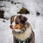 Plume a rejoint le concours — aidez-le/la à gagner de superbes lots ! accessories, animal, bodypart, canine, cockerspaniel, collar, collie, dog, hound, husky, leash, nature, outdoors, pet, puppy, snout, snow, strap, terrier, winter