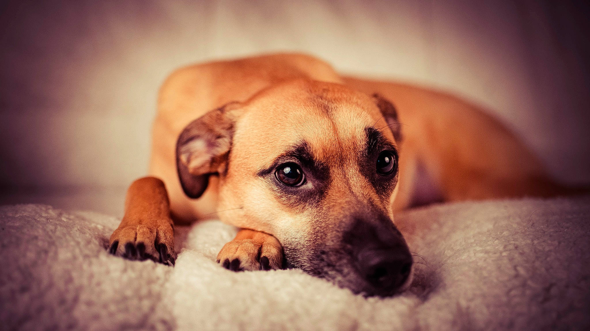 Sachi is registered to the contest to win money with this photo: black_mouth_cur, canidae, carnivore, companion_dog, dog, dog_breed, ear, eye, fawn, mammal, nose, paw, potcake_dog, puppy, puppy_love, snout, whiskers