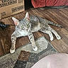 animal, cardboard_box, cat, domestic, ears, feline, flooring, gray_tabby, green_eyes, home, indoor, living_room, pet, red_couch, relaxed, resting, rug, tail, whiskers, wooden_floor