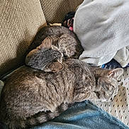 Baby is registered to the contest to win money with this photo: animal, blanket, cat, cats, comfortable, companion, couch, cozy, cute, domestic_animal, fur, indoor, pet, relaxing, resting, sleeping, snuggling, soft, tabby, two_animals