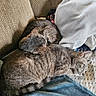 animal, blanket, cat, cats, comfortable, companion, couch, cozy, cute, domestic_animal, fur, indoor, pet, relaxing, resting, sleeping, snuggling, soft, tabby, two_animals
