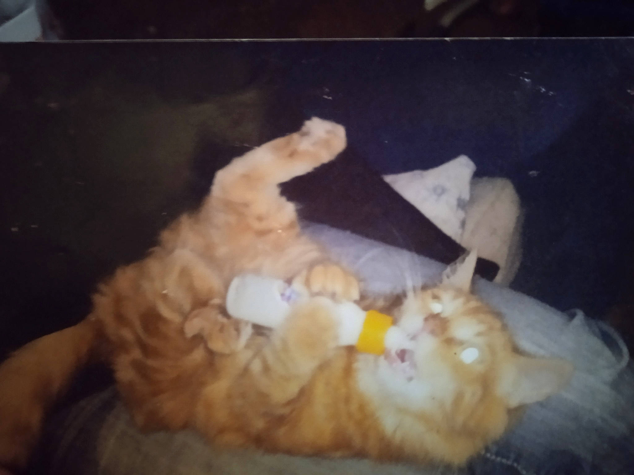 Punky participe au concours pour gagner de l'argent avec cette photo : canidae, carnivore, cat, comfort, companion_dog, dog_breed, fawn, felidae, fur, mammal, paw, puppy, small_to_medium_sized_cats, sporting_group, tail, toy, whiskers