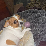 Pupper joined the competition — help win amazing prizes! dog, small_dog, blanket, toy, pink_ball, brown_and_white, floor, wooden_chest, cozy, pet, indoor, resting, looking_back, fur, cute, relaxed, home, comfort, animal, companion