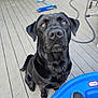 dog, black_dog, labrador_retriever, pet, sitting, porch, wooden_deck, amber_eyes, close_up, portrait, looking_up, wet_nose, attentive, friendly, toy_scooter, blue_plastic, slipper, paw, outdoor, backyard
