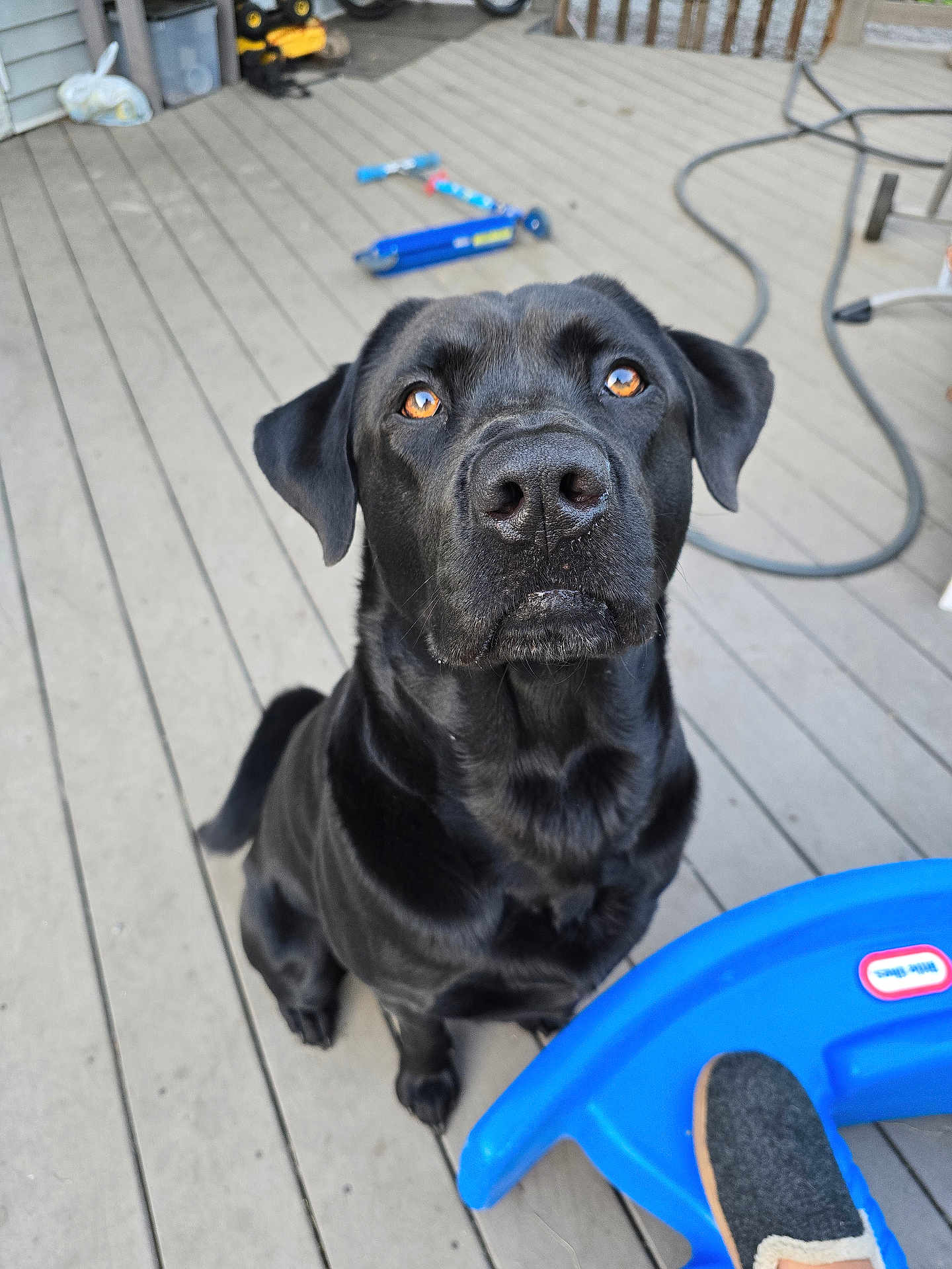 Graphite joined the competition — help win amazing prizes! dog, black_dog, labrador_retriever, pet, sitting, porch, wooden_deck, amber_eyes, close_up, portrait, looking_up, wet_nose, attentive, friendly, toy_scooter, blue_plastic, slipper, paw, outdoor, backyard