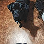 Graphite joined the competition — help win amazing prizes! dog, black_dog, labrador, pet, looking_up, kitchen, linoleum_floor, tile_pattern, indoor, collar, shadow, human_leg, plaid_shirt, stool, cabinet, floor, paws, portrait, curious, warm_lighting