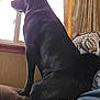 dog, black_dog, window, curtain, couch, sitting, looking_out, silhouette, indoor, pet, home, upholstery, jeans, human_leg, cozy, backlit, profile, guarding, attentive, living_room