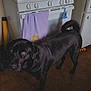 Graphite is registered to the contest to win money with this photo: dog, black_dog, labrador, kitchen, stove, oven, towel, tile_floor, floor, brown_eyes, looking_up, pet, fur, refrigerator, pot, toy, black_fur, domestic, appliance, curious