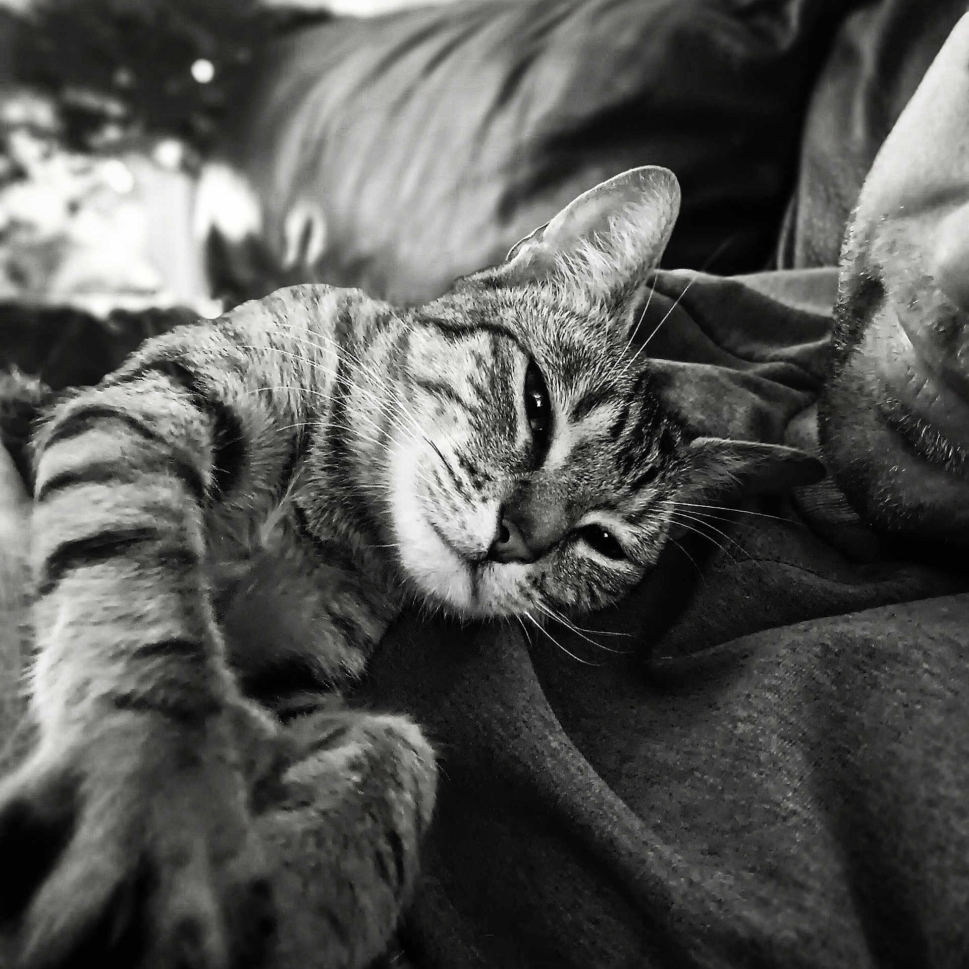éloïse participe au concours pour gagner de l'argent avec cette photo : abyssinian, animal, blanket, bodypart, canine, cat, couch, dog, finger, furniture, hand, head, kitten, manx, ocelot, person, pet, siamese, sleeping, tiger