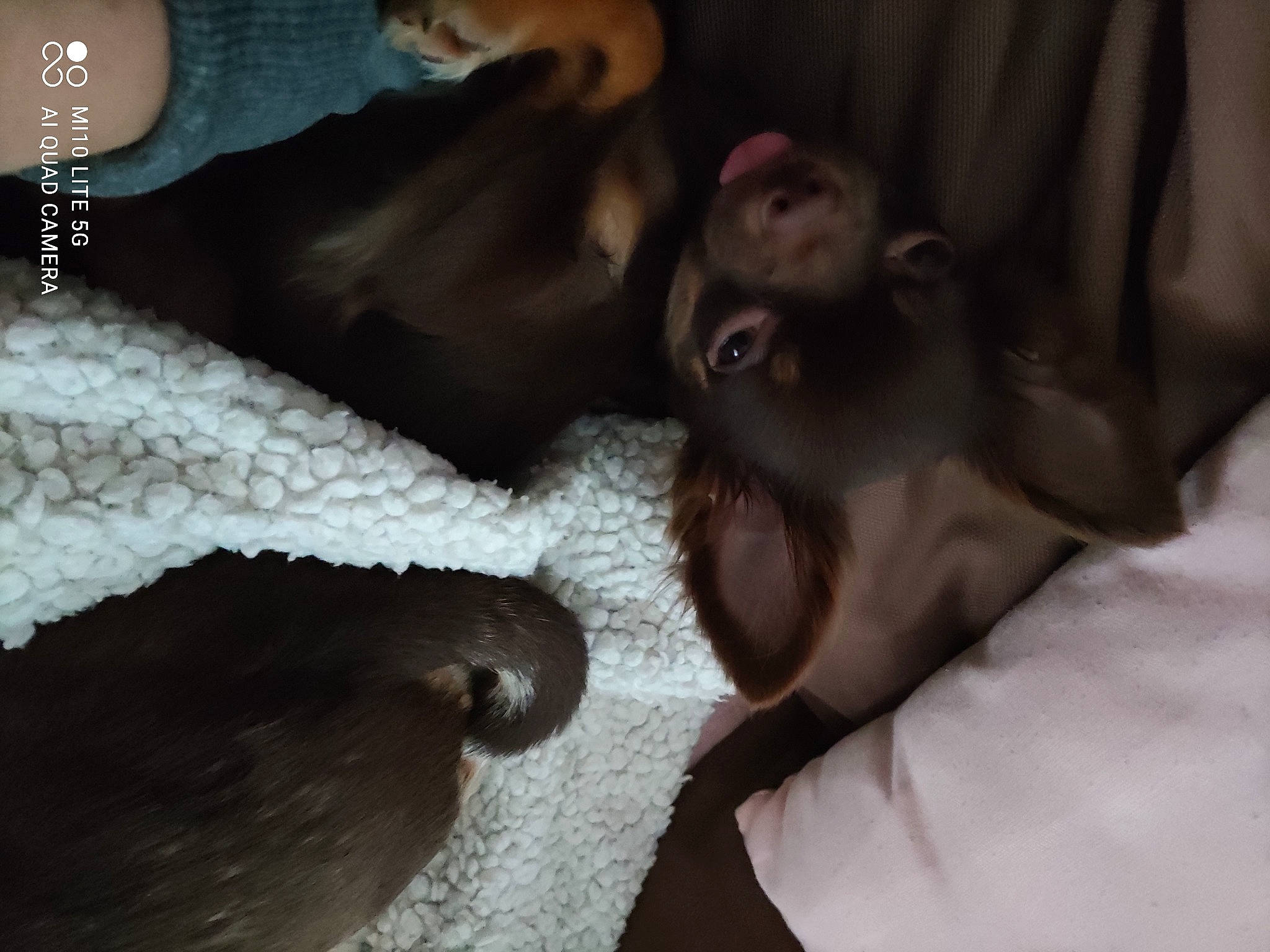 Scarlette participe au concours pour gagner de l'argent avec cette photo : black_hair, carnivore, comfort, companion_dog, darkness, dog, dog_breed, ear, fashion_accessory, fawn, felidae, flash_photography, fur, gesture, human_leg, linens, small_to_medium_sized_cats, snout, tail, whiskers