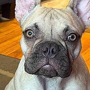 Leo joined the competition — help win amazing prizes! dog, french_bulldog, pet, close_up, indoor, ears, brown_eyes, fur, portrait, animal, curious, sitting, wooden_floor, cute, companion, canine, domestic_animal, face, looking, house