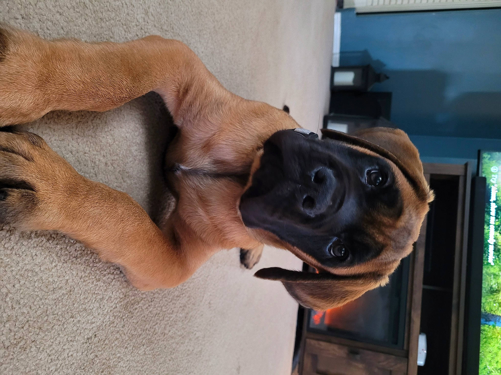 Big Mac joined the competition — help win amazing prizes! carnivore, chest, collar, dog, dog_breed, door, elbow, fawn, gesture, human_leg, jaw, mammal, snout, sporting_group, thigh, vehicle_door, waist, window, working_animal, wrist