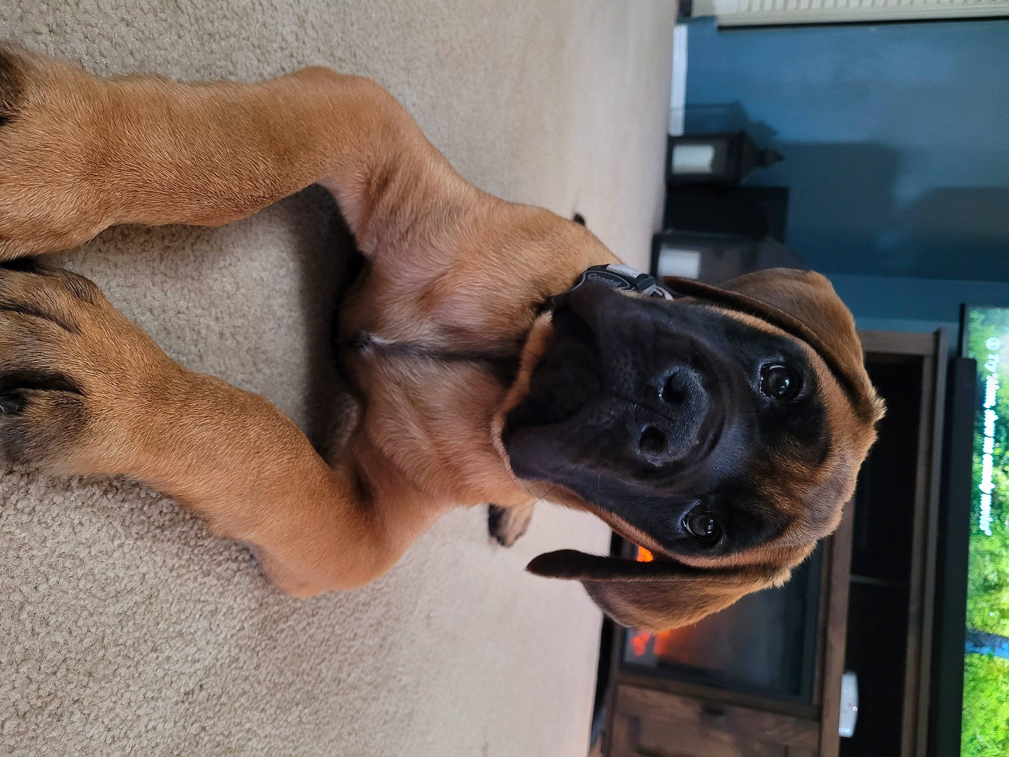 Big Mac is registered to the contest to win money with this photo: barechested, canidae, carnivore, chest, collar, dog, dog_breed, elbow, fawn, foot, human_leg, jaw, mammal, snout, sporting_group, thigh, vertebrate, window, working_animal, wrist