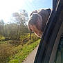 animal, bulldog, canine, car, daytime, dog, greenery, head_out_window, nature, outdoor, pet, portrait, road, sky, sunflare, sunlight, travel, trees, vehicle, window