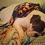 dog, bulldog, sleeping, blanket, bed, cozy, indoor, resting, fur, pet, animal, snuggled, comfort, cute, relaxed, warm, pillow, domestic, canine, portrait