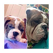 Diesel joined the competition — help win amazing prizes! animal, bed, blanket, bulldog, close_up, collage, colorful, cute, dog, face, fur, indoor, pet, polka_dot, portrait, puppy, resting, sleepy, split_image, torn_paper_effect