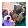 animal, bed, blanket, bulldog, close_up, collage, colorful, cute, dog, face, fur, indoor, pet, polka_dot, portrait, puppy, resting, sleepy, split_image, torn_paper_effect