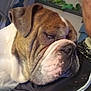 Diesel is registered to the contest to win money with this photo: animal, brown, bulldog, close_up, companion, cozy, cute, dog, face, indoor, person, pet, plush_toys, relaxed, resting, shelf, shoulder, sleepy, white, wrinkles