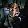 Diesel is registered to the contest to win money with this photo: animal, backseat, bulldog, canine, car, closeup, collar, dog, domestic_animal, ears, evening, fur, inside, leather_seat, pet, portrait, sitting, snout, vehicle, window