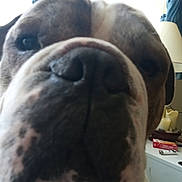 Diesel is registered to the contest to win money with this photo: dog, close_up, indoor, pet, curious, nose, face, lamp, candle, table, box, brown, white, fur, animal, portrait, muzzle, large_dog, background, close_range