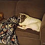 bulldog, dog, couch, blanket, indoor, pet, resting, brown, fabric, furniture, sleeping, animal, cozy, home, relaxing, canine, companion, domestic, living_room, comfort