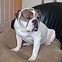 animal, brown, bulldog, canine, companion, cushion, dog, dog_bed, domestic, ears, face, furniture, house, indoor, paw, pet, resting, seated, snout, white