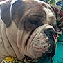 bulldog, dog, close_up, resting, wrinkles, pet, animal, indoor, blanket, colorful, patterned, fabric, calm, fur, portrait, sleepy, cute, snout, ears, soft_light