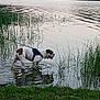 bulldog, dog, water, lake, grass, reeds, nature, outdoor, pet, animal, canine, harness, reflection, shallow_water, greenery, evening, peaceful, landscape, wading, leash