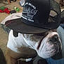 animal, black, blanket, brown, bulldog, cap, carpet, closeup, dog, furniture, hat, indoor, mesh, pet, portrait, relaxed, snout, text_on_hat, toy, white